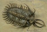 Short-Fork Walliserops Hammi Trilobite With Morocops #344580-3
